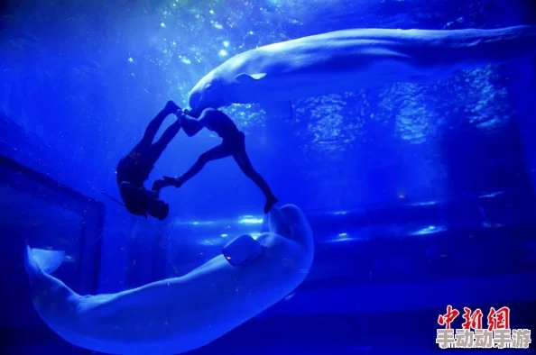 耸动拍打黏腻水声白沫游客投诉海洋馆表演低俗引发争议 耸动拍打黏腻水声白沫游客投诉海洋馆表演低俗引发争议