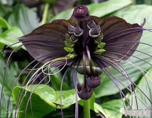 黑暗料理新潮流:西兰拉拉花创意组合形状图形热门分享 黑暗料理新潮流:西兰拉拉花创意组合形状图形热门分享