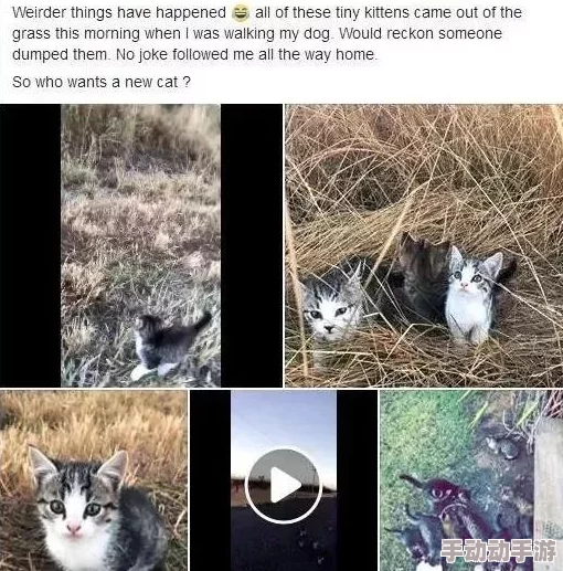 猫咪mv最新地域网名怎么取警惕虚假信息勿轻信不明链接 猫咪mv最新地域网名怎么取警惕虚假信息勿轻信不明链接