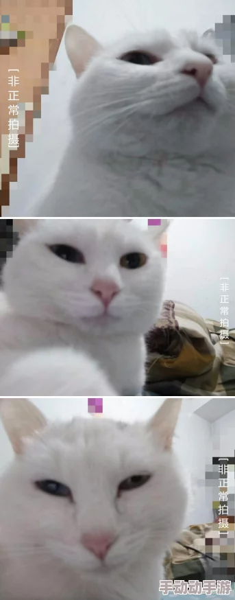 猫咪mv最新地域网名怎么取警惕虚假信息勿轻信不明链接 猫咪mv最新地域网名怎么取警惕虚假信息勿轻信不明链接