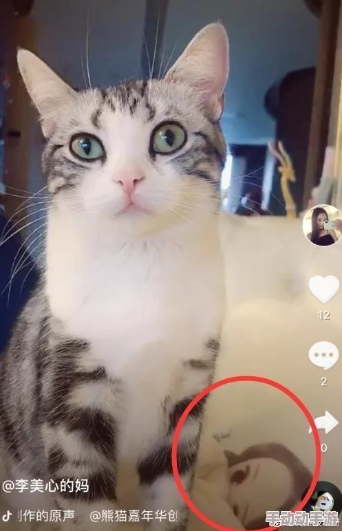 猫咪mv最新地域网名怎么取警惕虚假信息勿轻信不明链接 猫咪mv最新地域网名怎么取警惕虚假信息勿轻信不明链接