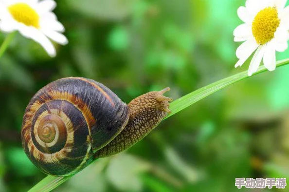 蜗牛拼音wōniú最新研究表明蜗牛粘液具有强大的修复能力可用于开发新型生物材料