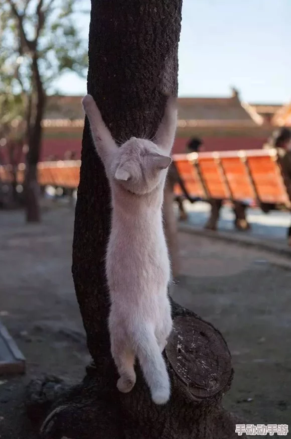 啊好大受不了了原标题为“猫咪伸懒腰”视频片段遭恶意剪辑