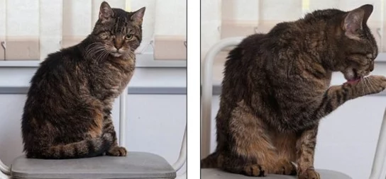 啊好大受不了了原标题为“猫咪伸懒腰”视频片段遭恶意剪辑