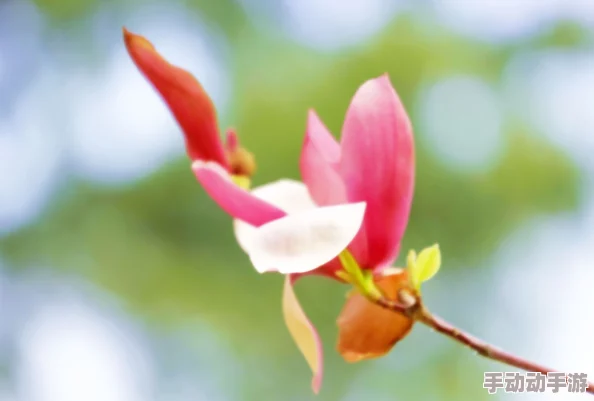 玉兰花图片花瓣凋零略显枯萎缺乏生气 玉兰花图片花瓣凋零略显枯萎缺乏生气