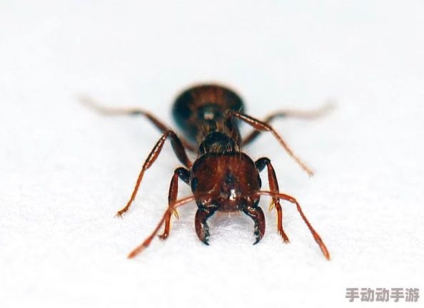 《我的世界》加速村民繁殖的高效策略与最新技巧分享 《我的世界》加速村民繁殖的高效策略与最新技巧分享