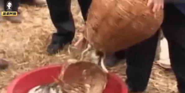 《我的世界》加速村民繁殖的高效策略与最新技巧分享 《我的世界》加速村民繁殖的高效策略与最新技巧分享