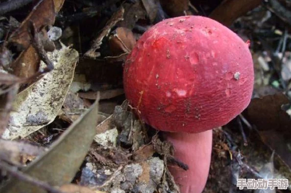 我的世界:全面解析蘑菇种植方法与条件新指南 我的世界:全面解析蘑菇种植方法与条件新指南