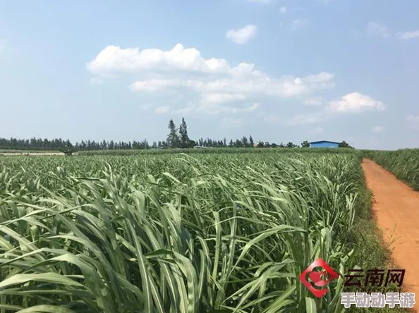口袋妖怪复刻：2024热门毒牧流打法深度解析攻略