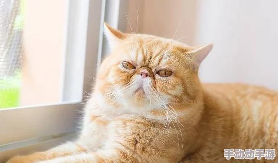 埃及猫黄化版本为什么个性温顺亲人友善所以深受铲屎官喜爱