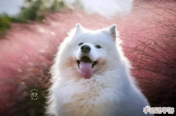 乳色吐息为什么让人欲罢不能因为它营造的梦幻感和浪漫气息令人沉醉 乳色吐息为什么让人欲罢不能因为它营造的梦幻感和浪漫气息令人沉醉