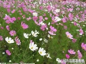 部落冲突5本攻略：最新热门最强风车阵型详解