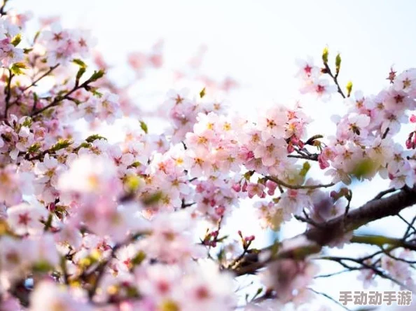 日本关东地区樱花季开启浪漫赏花之旅