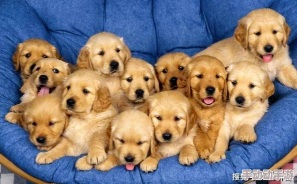 心动小镇:制作美味小金毛康宝蓝的详细烹饪教程 | 轻松掌握独家秘方 心动小镇:制作美味小金毛康宝蓝的详细烹饪教程 | 轻松掌握独家秘方