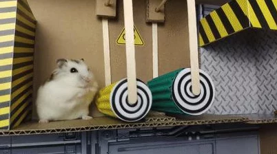 经典宠物游戏推荐:仓鼠闯关与其他热门下载合集 经典宠物游戏推荐:仓鼠闯关与其他热门下载合集