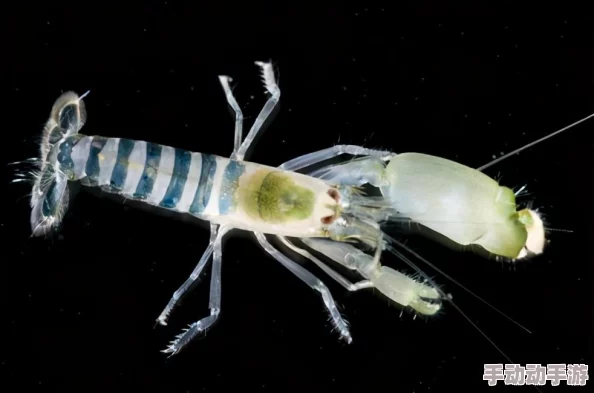 dnf手游枪炮师用什么武器好? dnf手游枪炮师用什么武器好?