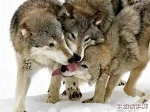 《天国拯救2》初期如何有效对抗狼和野狗? 《天国拯救2》初期如何有效对抗狼和野狗?