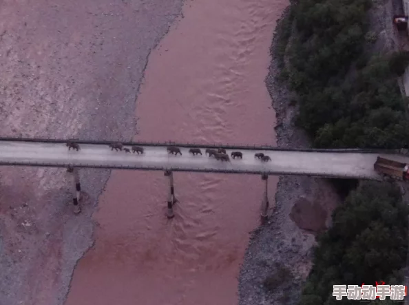 动物井：如何利用传送点安全转移圆盘？