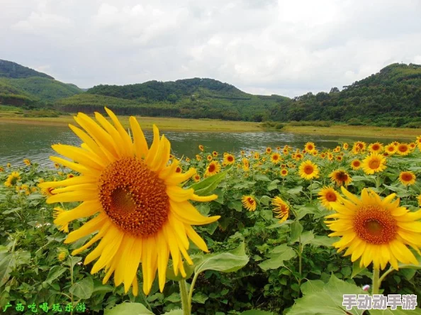 玩《保卫向日葵》庄园前期，有哪些容易踩的坑需要注意？