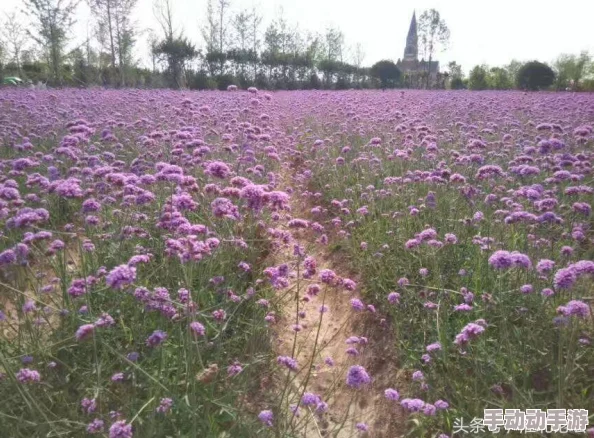 玩《保卫向日葵》庄园前期，有哪些容易踩的坑需要注意？