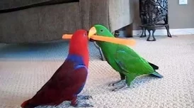 《和平精英》携手小鹦鹉BEBE跨界联动，来海岛和BEBE交个朋友！