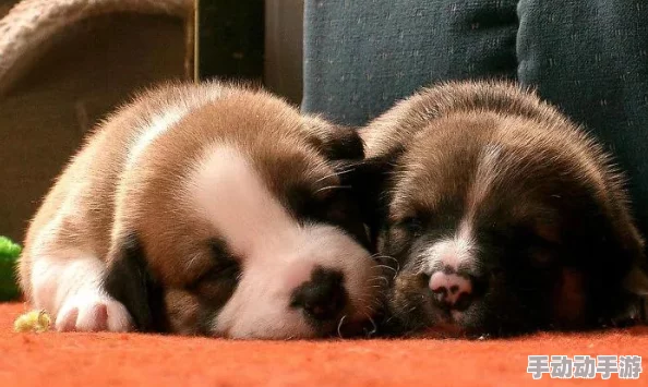 canIbeyourdog是什么梗-canIbeyourdog梗的意思介绍